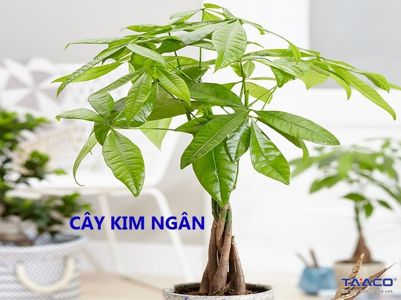 cay kim ngan de ban dep