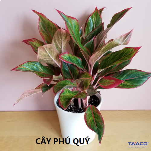 cay phu quy