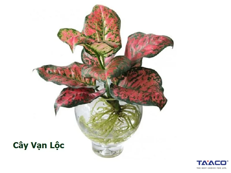 cay-van-loc cay van loc